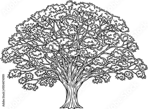 Grand deciduous tree with a wide spreading canopy of lush foliage