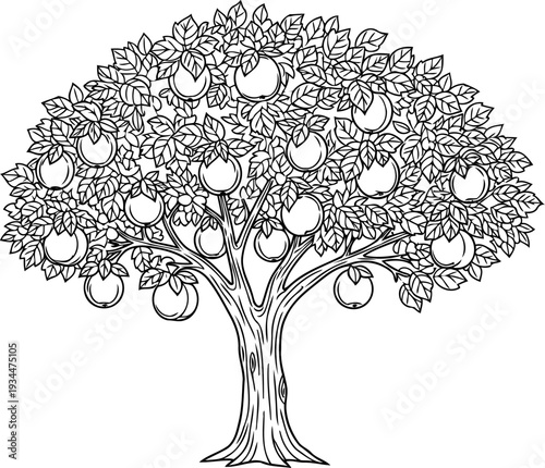 Mature apple tree bearing fruit line drawing