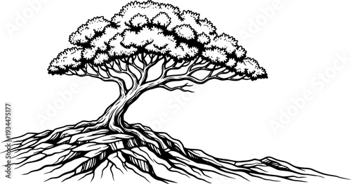 Resilient tree growing out of a jagged rocky slope