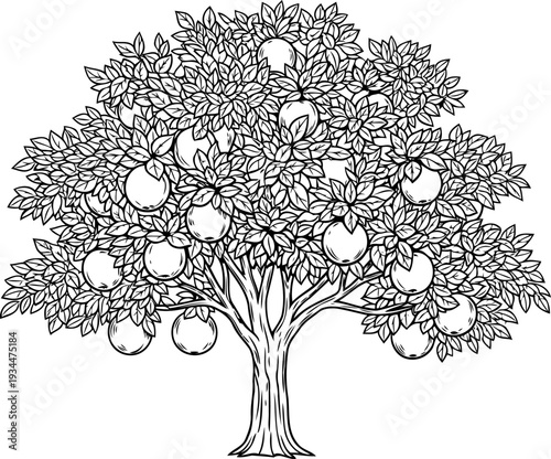 Ripe fruit tree heavily laden with round apples