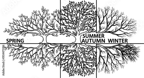 Seasonal life cycle of a tree from spring to winter