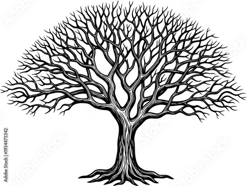 Sprawling leafless tree with a wide circular branch structure