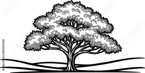 Spreading tree silhouette overlooking rolling hills landscape