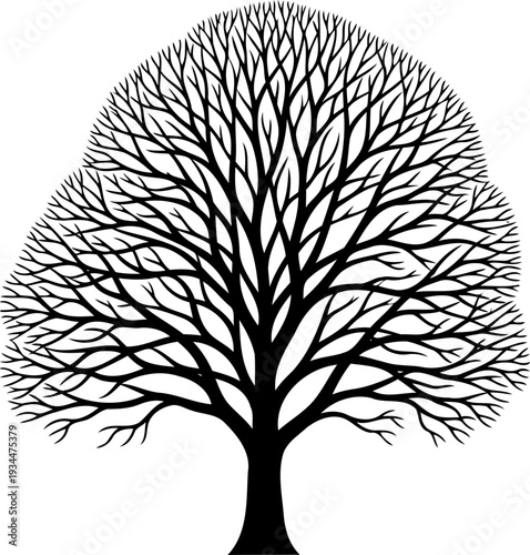 Symmetrical bare tree silhouette with intricate branches