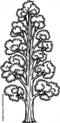 Tall narrow tree grows with dense upward foliage