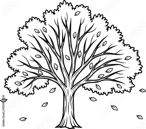 Wide spreading tree canopy with sparse leaves drifting in the air