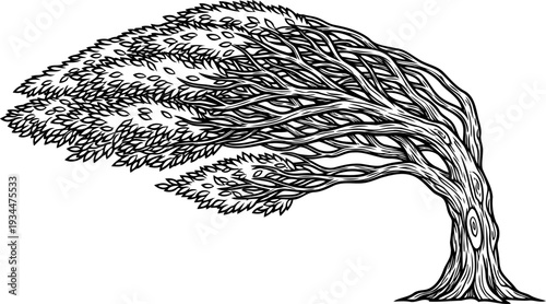 Windblown tree bent horizontally by powerful storm gusts