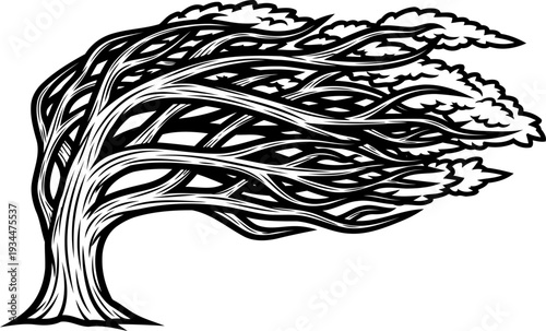Windblown tree silhouette leaning under the force of a gale