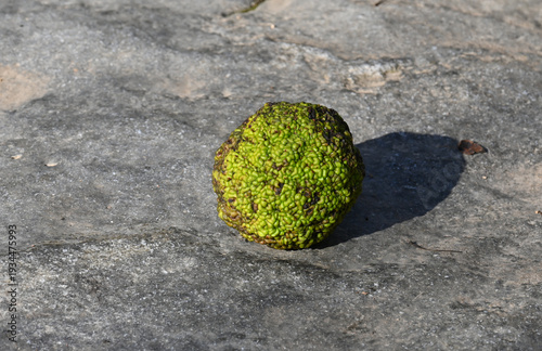 Osage orange fruit, Maclura pomifera, on a gray limestone rock