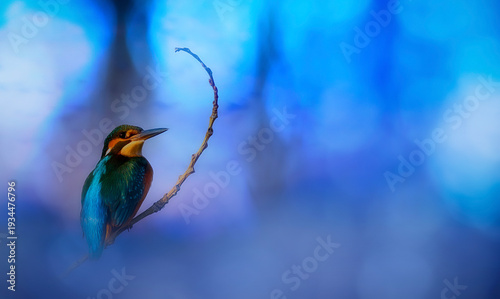 An aesthetically pleasing photograph of a kingfisher. Blue nature background. 