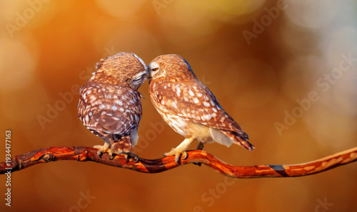 Lovely birds. Little owls. Nature background. 