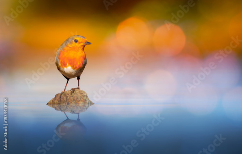 A lovely bird. A natural, aesthetically pleasing backdrop.