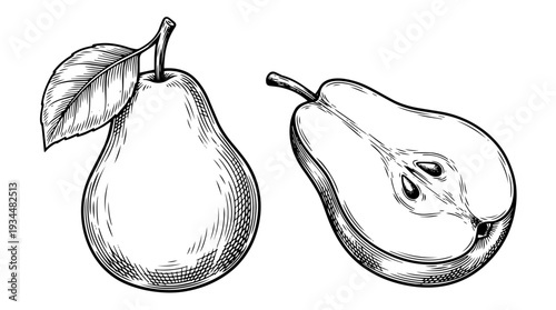 Pear fruit whole and sliced vector engraving style isolated on white background for fresh produce branding food packaging label design and grocery illustration