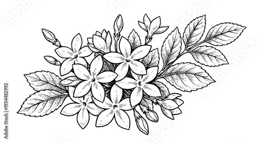 Botanical blossom cluster with leaves vector engraving style isolated on white background for wedding invitation design floral branding and packaging label