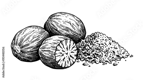 Whole nutmeg seeds with ground spice vector engraving style isolated on white background for baking branding spice packaging label design and culinary ingredient illustration
