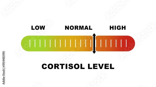 Cortisol level indicator scale. Low Normal High meter infographic animation on white background. Animation showing high cortisol level color gauge indicator for health and wellness content.