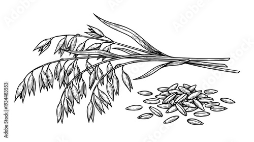 Oat grain stalk with seeds vector engraving style isolated on white background for cereal branding baking ingredient packaging label and food illustration