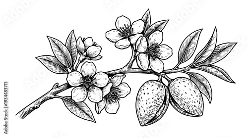 Almond branch with blossoms and nuts vector engraving style isolated on white background for nut packaging branding botanical label design and food illustration