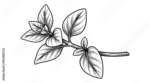 Leafy branch sprig botanical illustration vector engraving style isolated on white background for herbal branding logo design and packaging label