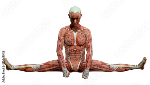 3D Rendering Male Anatomy Figure on White