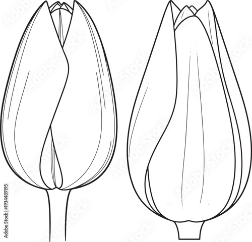 Two outline drawings of elegant tulip buds, showcasing the delicate petals of spring flowers for botanical or floral design themes.