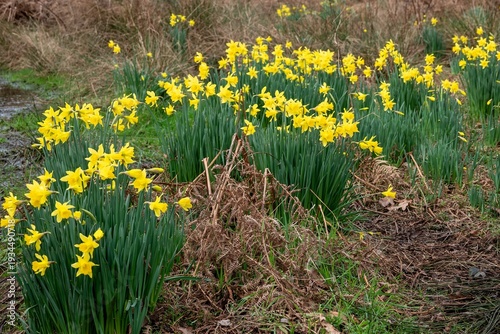 Photos beautiful bright yellow daffodils spring flowers