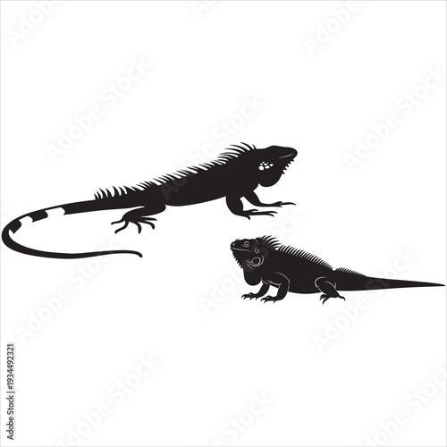 iguana on black background