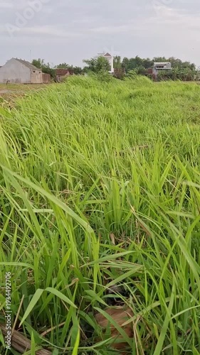 A stretch of green grass blown by the wind. Based on its characteristics, this is most likely fodder grass or weeds.