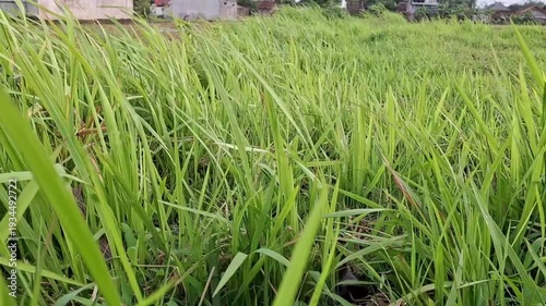 A stretch of green grass blown by the wind. Based on its characteristics, this is most likely fodder grass or weeds.