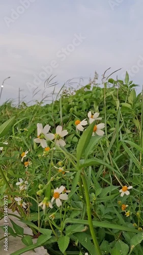 The wind-blown grass flower, Ketul flower (also known as Ajeran, Hareuga, or Jotang), has the scientific name Bidens pilosa or Bidens alba. This plant is often considered a weed or wild plant