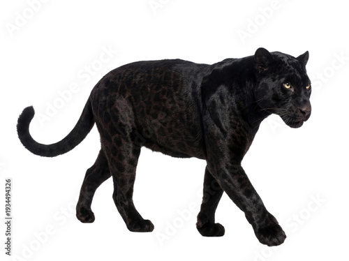Canvas Print Black panther walking, side view, isolated on transparent background (PNG)
