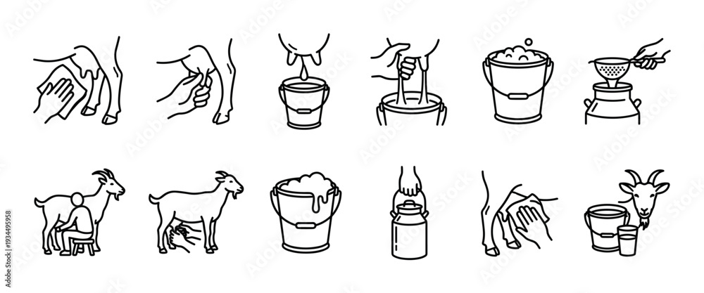 Fototapeta premium Set of black line art icons illustrating the goat milking process, from washing the udder and hand milking into a bucket to straining and storing fresh dairy milk