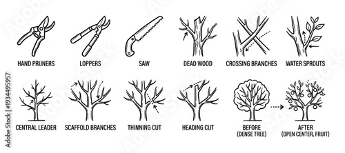 Tree pruning guide icon set showing tools, techniques, and before and after results for proper garden maintenance, illustrated in a simple black and white line art style