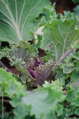 Kale leaf cabbage