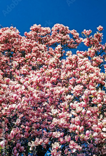 Blooming magnolia tree