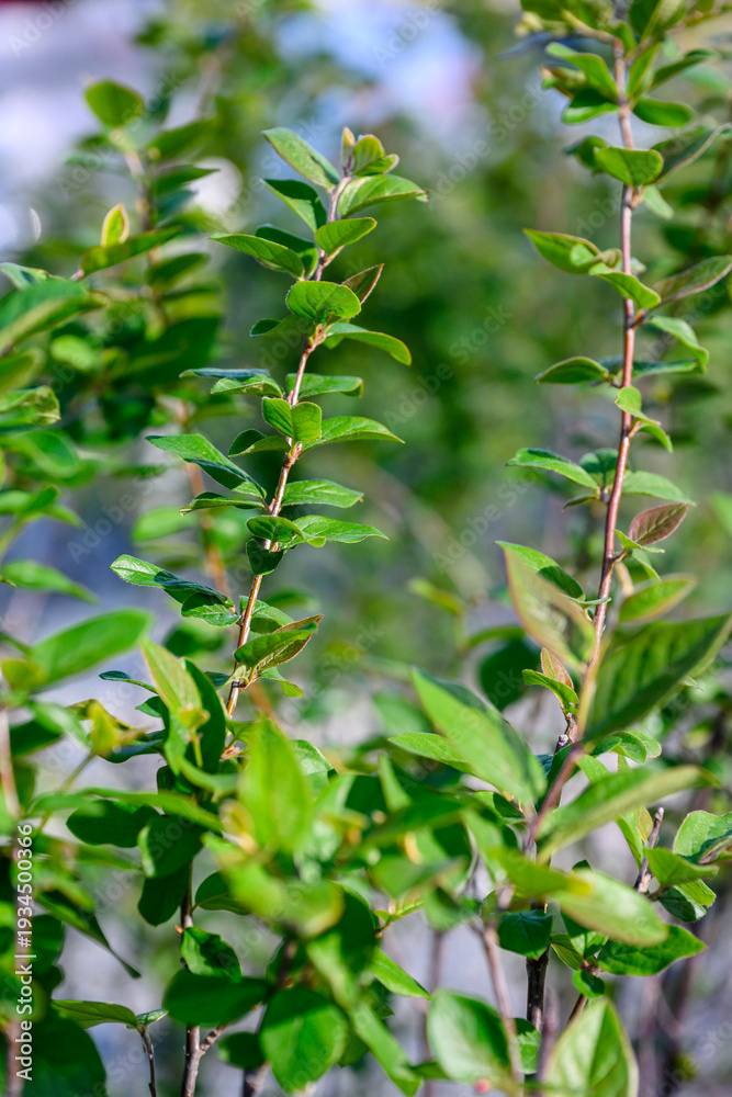 Obraz premium Green leaves on branches of shrub in natural outdoor setting