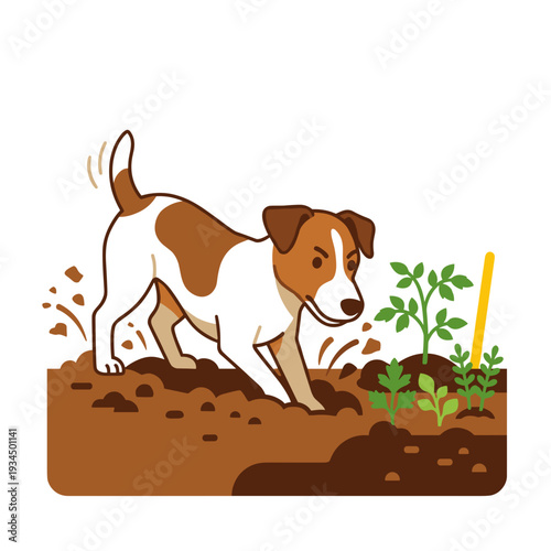 Energetic jack russell terrier digging hole in garden soil near young plants on backyard plot. Concept of playful pet behavior and gardening chaos atmosphere
