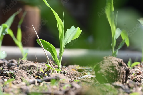 Obraz na płótnie Bright green corn seedlings emerge on a sunny day