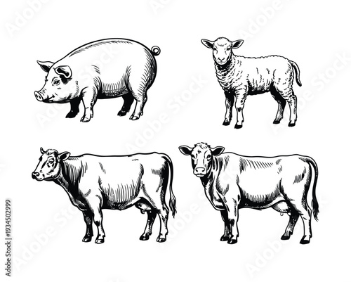 Lamb, Pig, Bull, Cow, and Calf, Farm Domestic Animals Hand-Drawn in Engraving Style, Etched Vector Illustrations for Agriculture and Farm Design.
