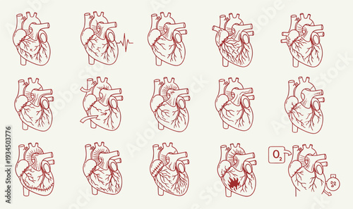 Premium Human Heart Anatomy  Cardiology Illustration Pack - 15 Scientific Vector Graphics for Cardiac Surgery, Heart Health  Medical UI Assets