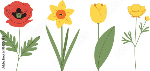 Illustration of Colorful Flowers Including Poppy, Daffodil, Tulip, and Buttercup – Spring Flower Collection