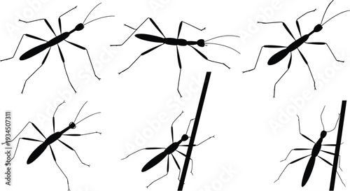 Ant silhouettes in various positions isolated on white background, detailed insect vector illustration set for biology and pest control design