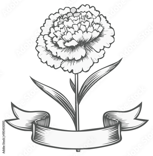 Elegant single carnation flower illustration with banner detail. Romantic botanical floral sketch for decoration and design. Monochrome simple artistic drawing