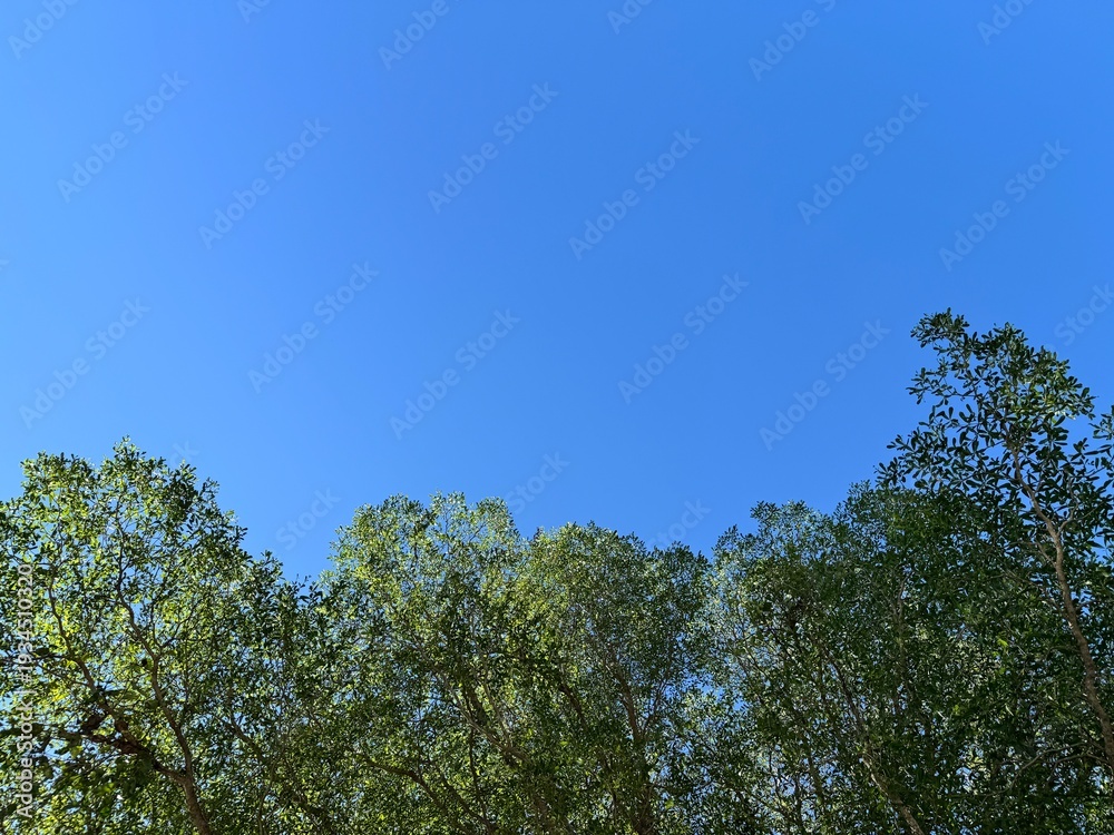 Obraz premium A row of tall tropical trees against a bright blue summer sky, a natural background with the trees at the bottom of the image.