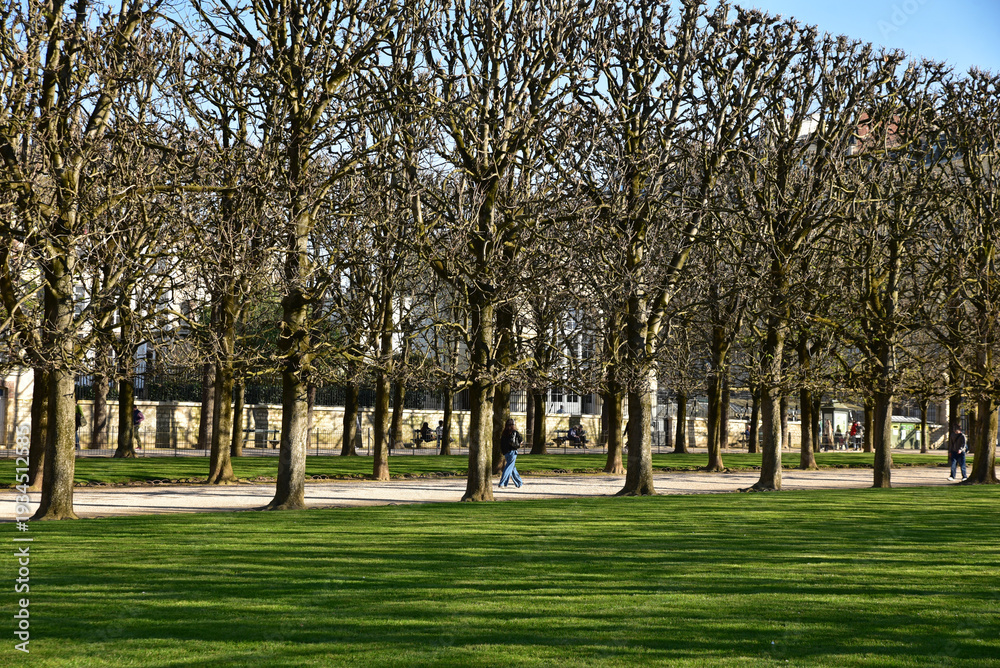 Fototapeta premium Allée de marronniers en hiver