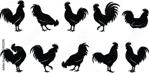 WebRooster silhouette collection, farm animal poultry set, chicken bird standing and walking, black vector illustration isolated on white background for design.