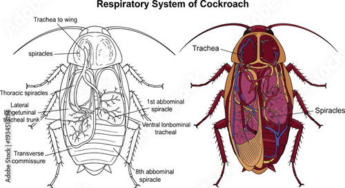 Respiratory system of cockroach anatomy diagram showing trachea spiracles and tracheal trunks for biological science and entomology education