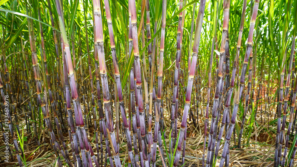 Obraz premium Sugarcane, which is used as raw material for making sugar, thrives in the tropics. Sugarcane is a giant tropical grass from the family Graminaceae. 