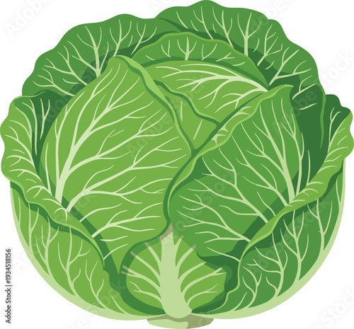 Fresh green cabbage vegetable illustration, organic leafy farm produce isolated healthy food ingredient in flat design style