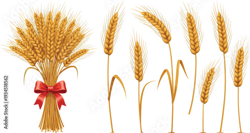 Bunch of Wheat Stalks and Golden Wheat Ears - Vector Illustration with Bow